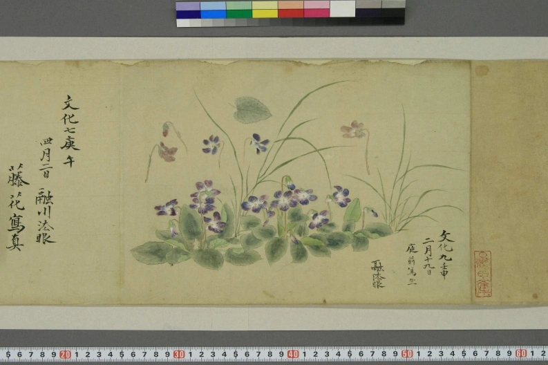 草花写生.狩野融川画-四书格